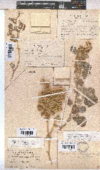 Hermannia vestita image