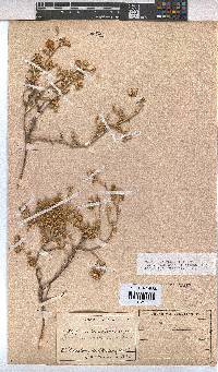 Hermannia vestita image