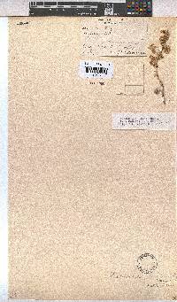 Hermannia vestita image