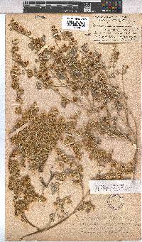 Hermannia vestita image