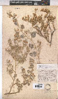 Hermannia vestita image