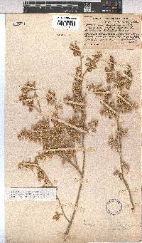 Hermannia vestita image