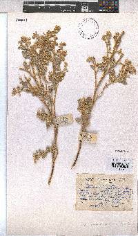 Hermannia vestita image