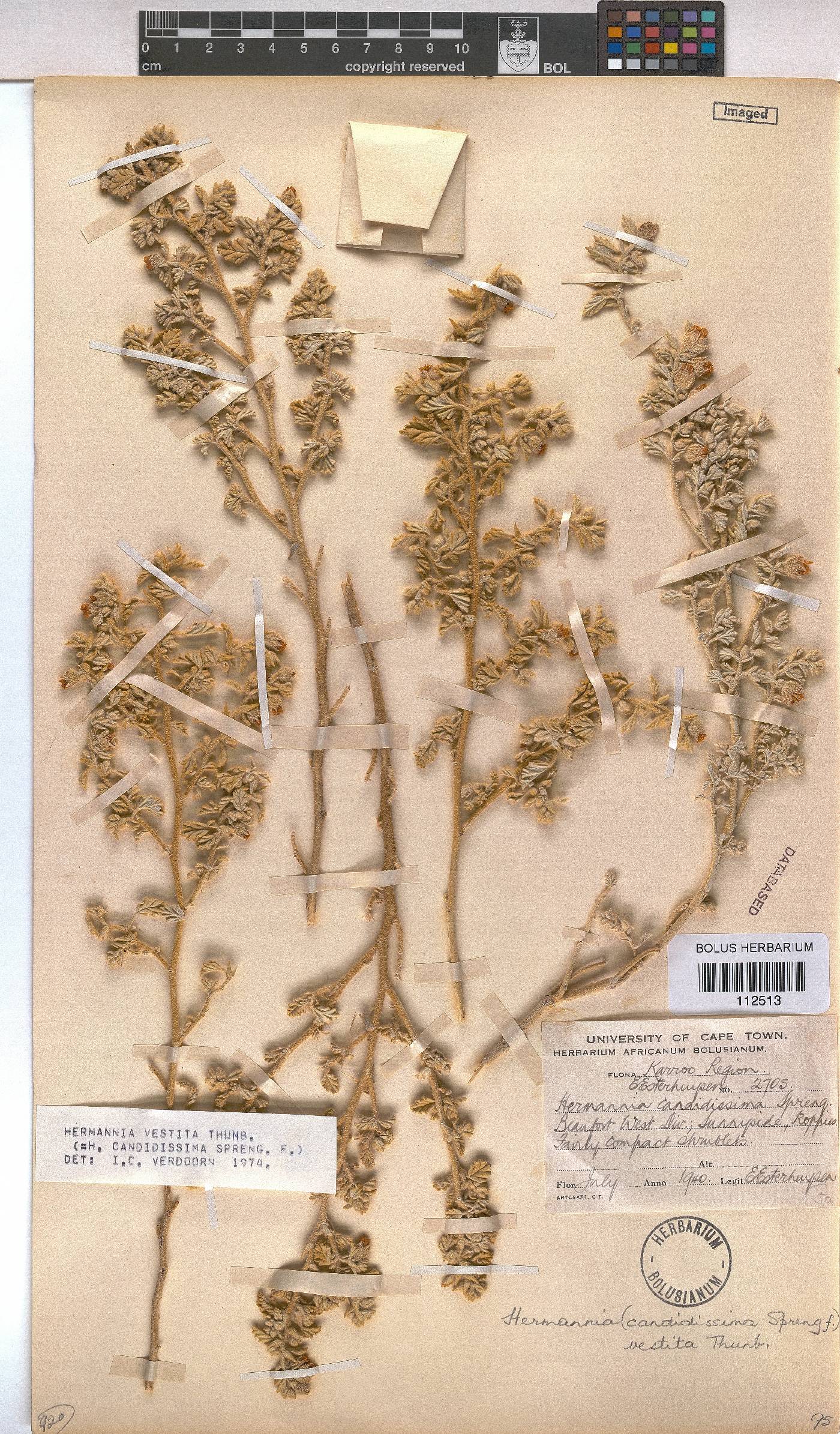 Hermannia vestita image