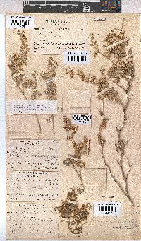 Hermannia vestita image