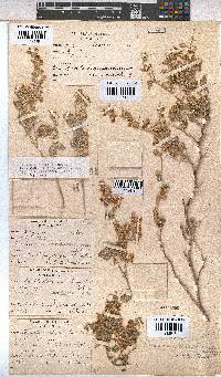 Hermannia vestita image