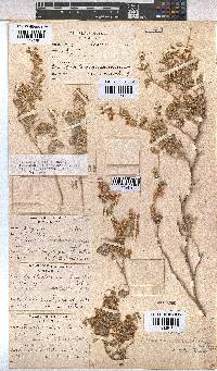 Hermannia vestita image