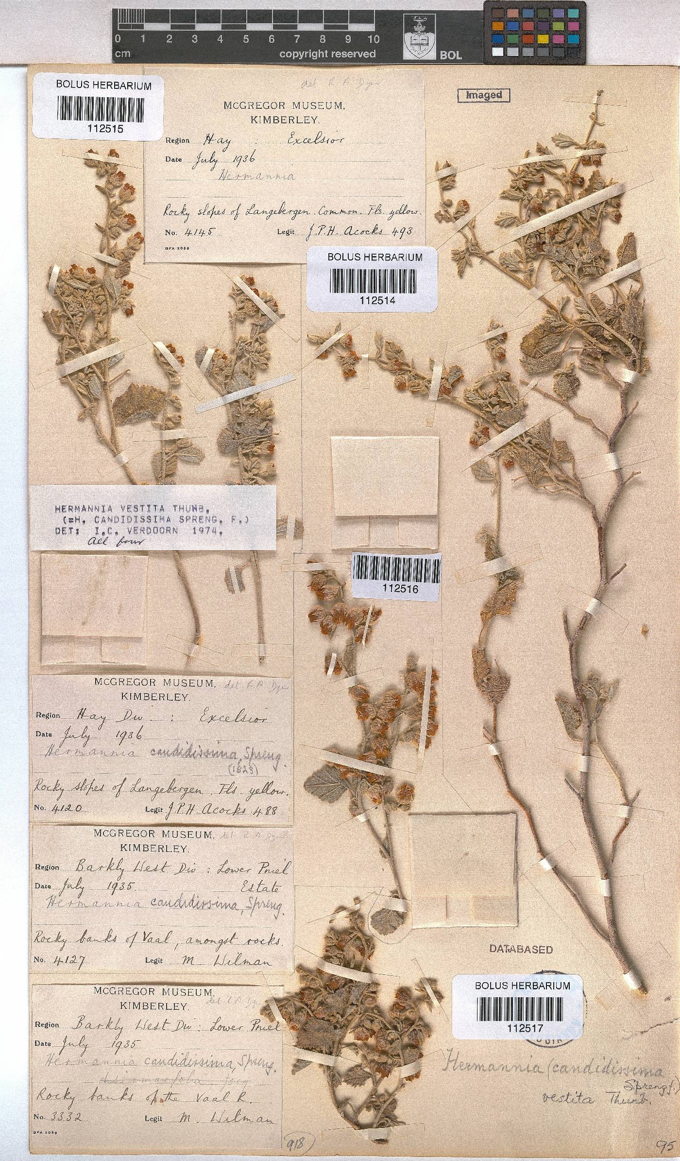 Hermannia vestita image