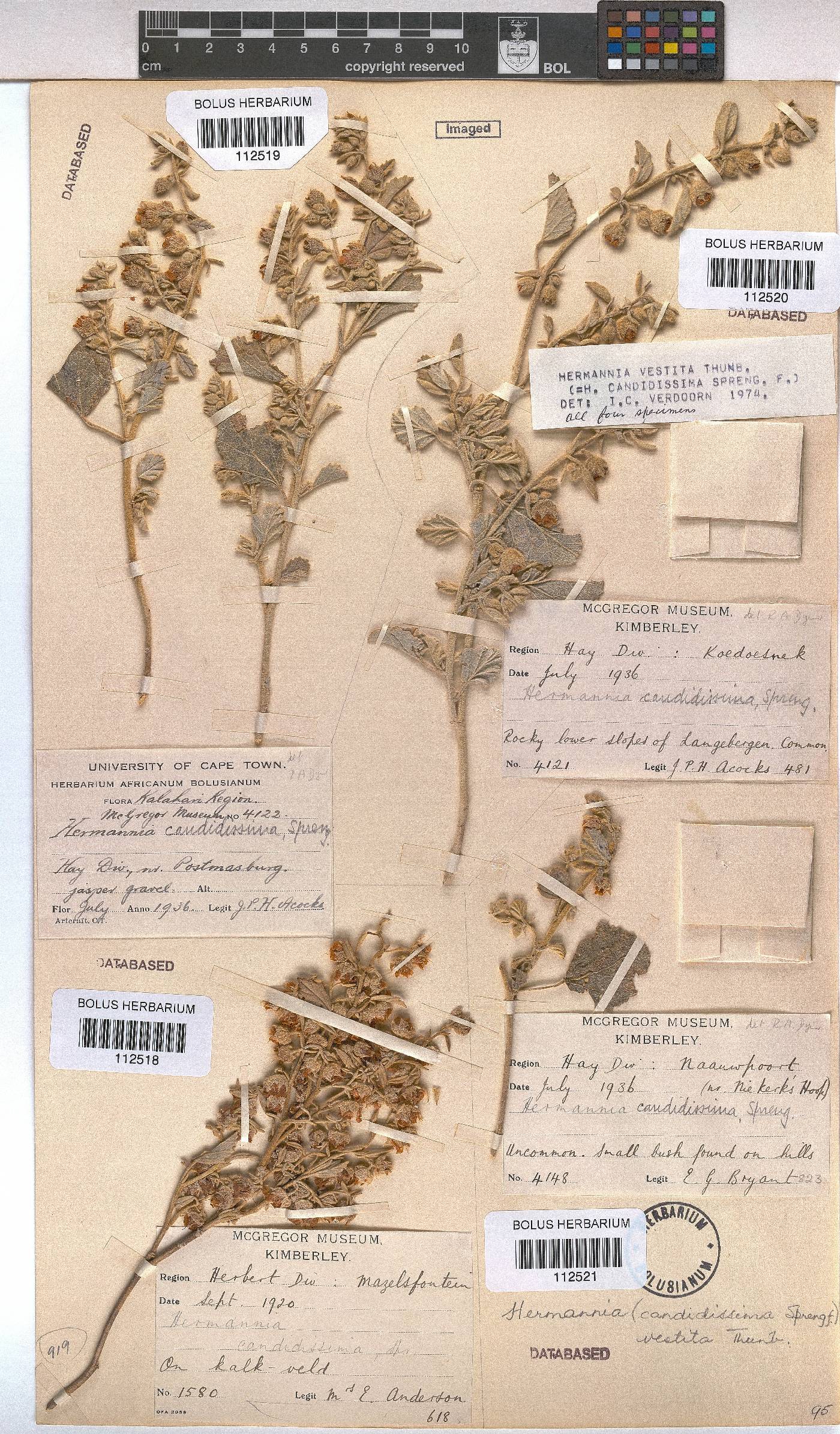 Hermannia vestita image