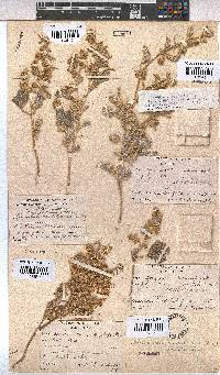 Hermannia vestita image