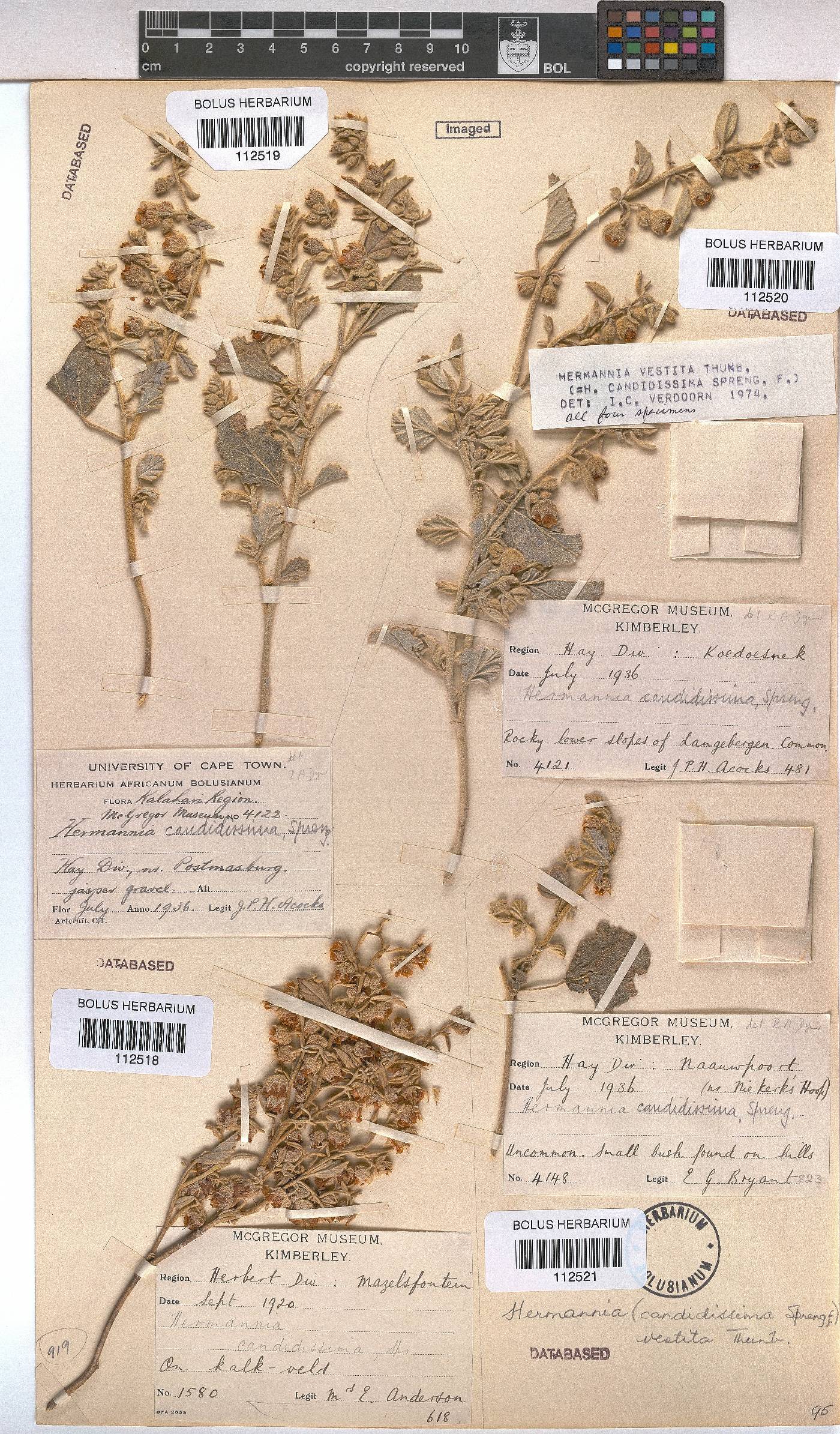 Hermannia vestita image