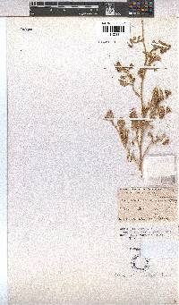 Hermannia vestita image