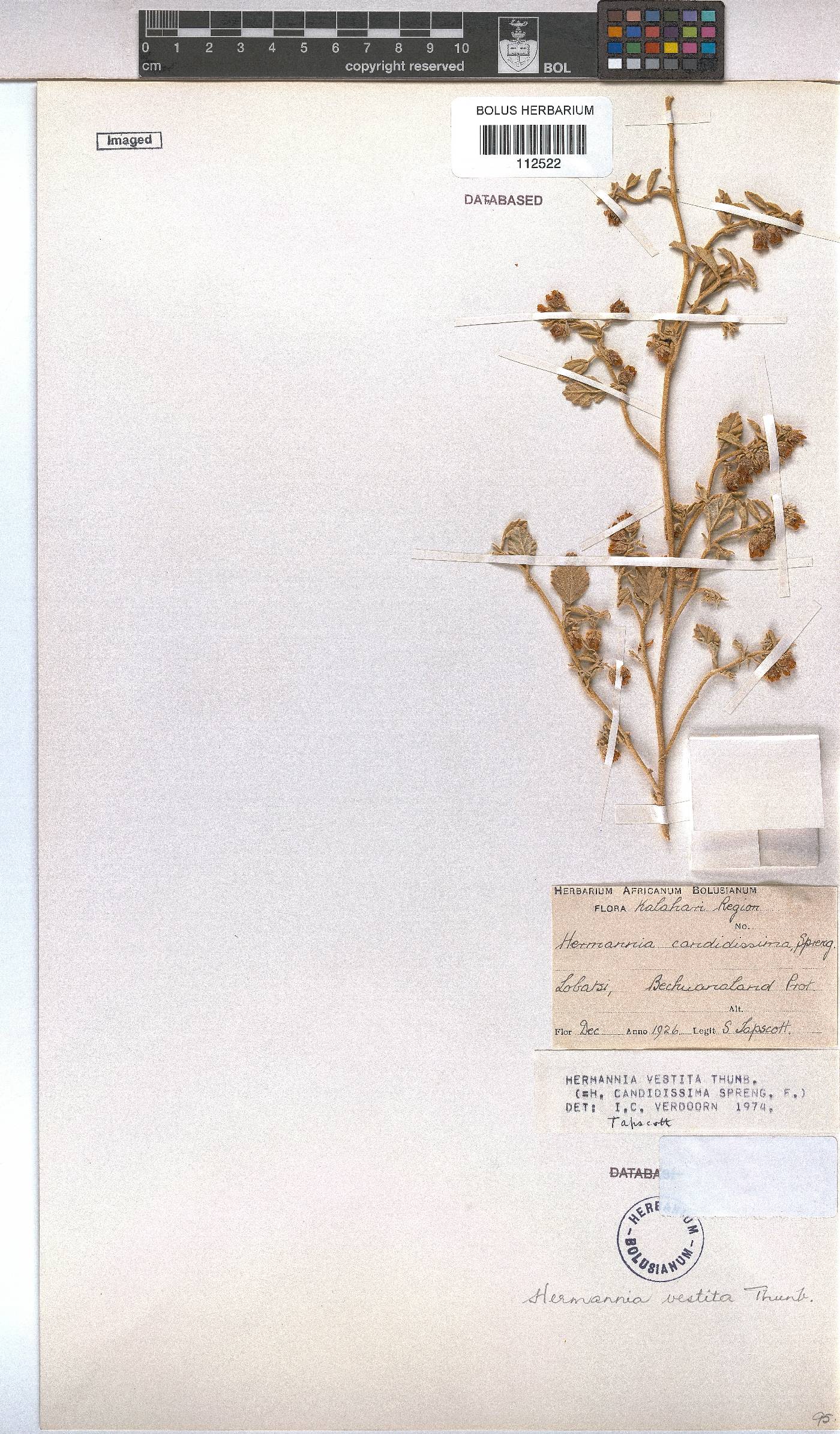 Hermannia vestita image