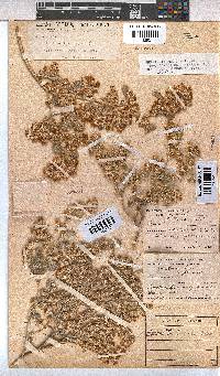 Hermannia vestita image
