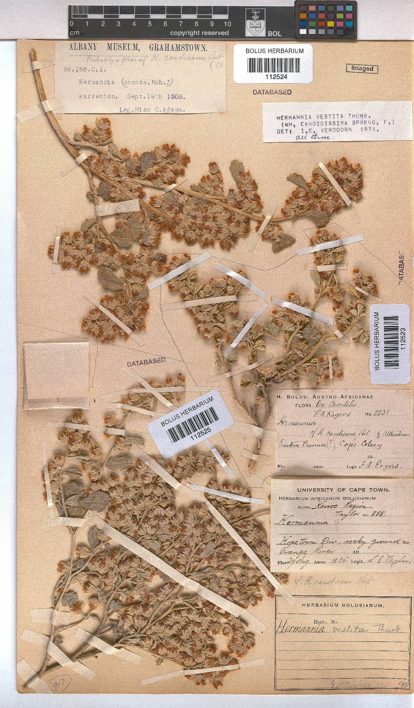 Hermannia vestita image