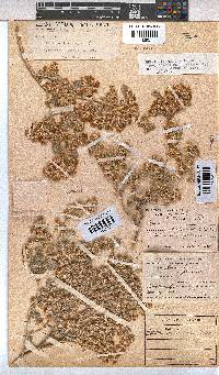 Hermannia vestita image