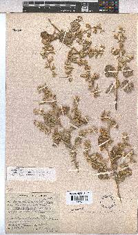 Hermannia vestita image