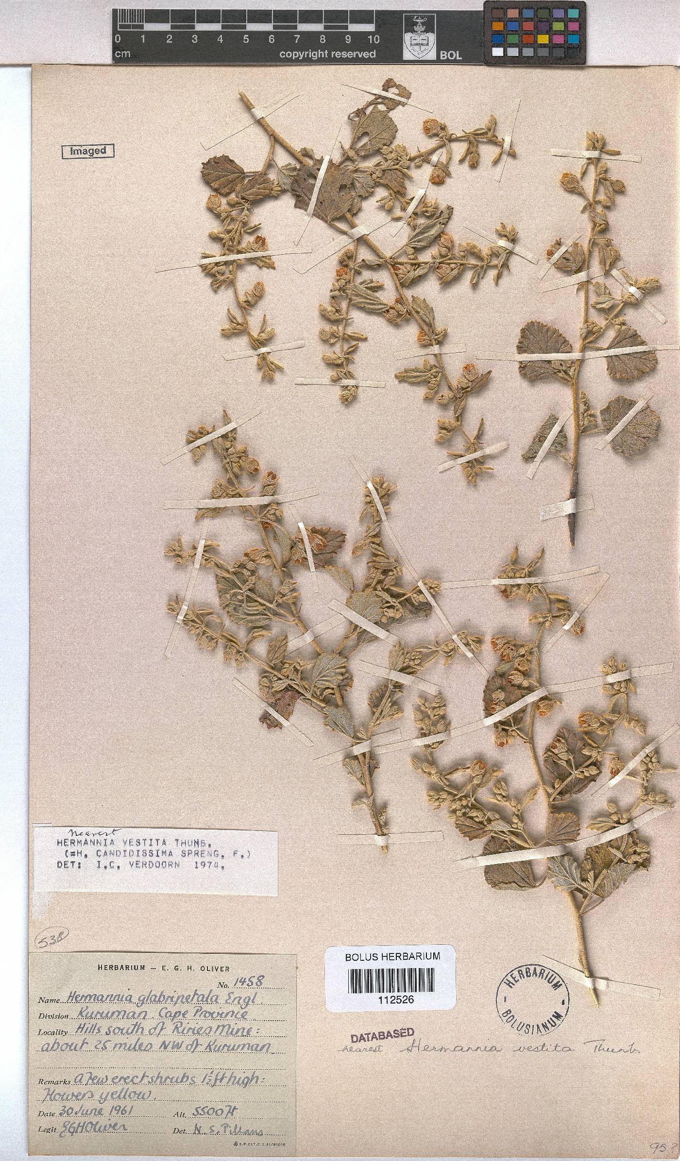 Hermannia vestita image