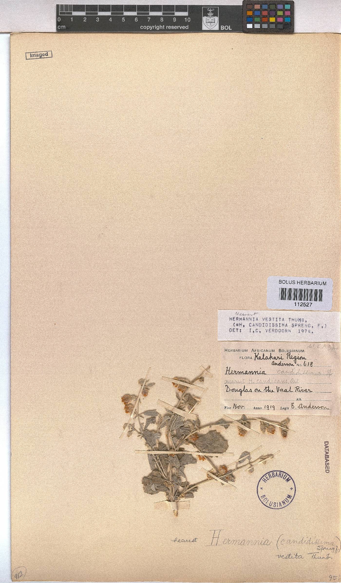 Hermannia vestita image