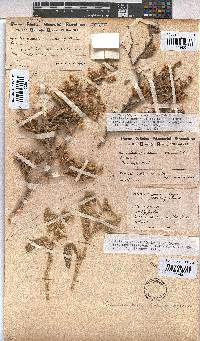Hermannia amoena image