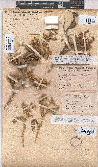 Hermannia amoena image