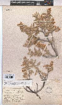 Hermannia amoena image