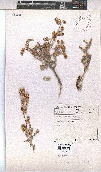Hermannia amoena image