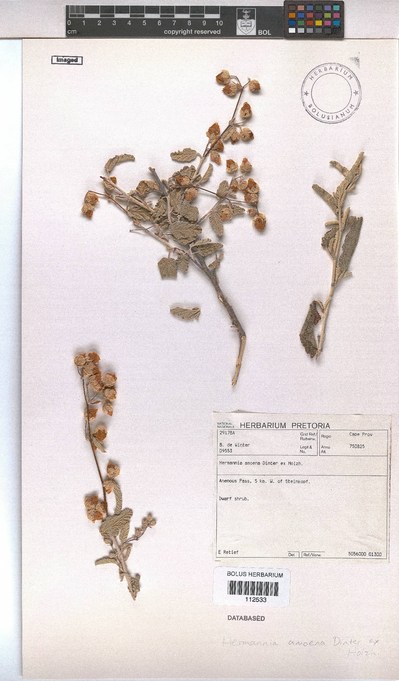 Hermannia amoena image