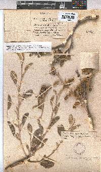 Hermannia amoena image