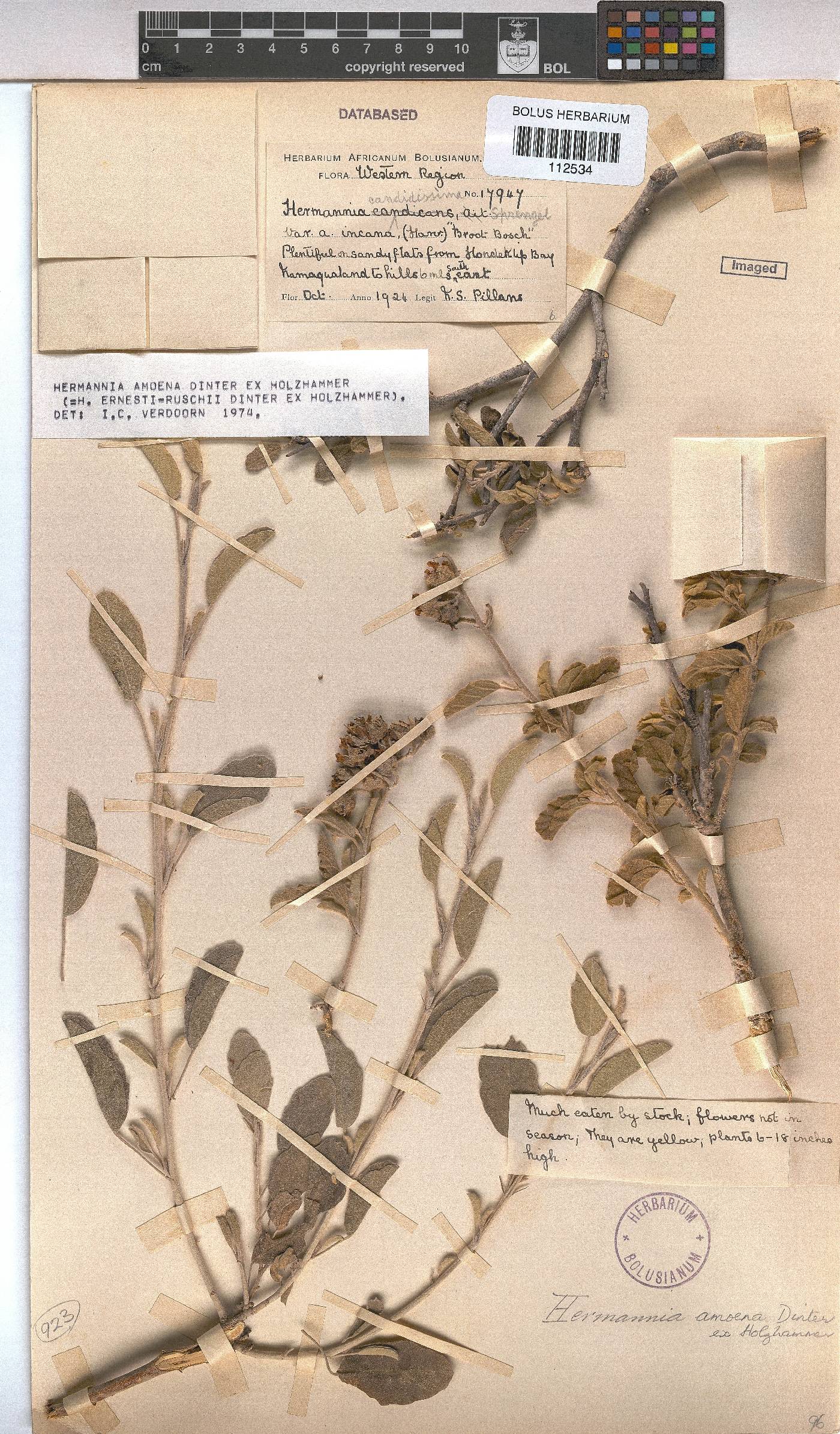 Hermannia amoena image