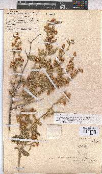 Hermannia amoena image