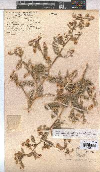 Hermannia amoena image