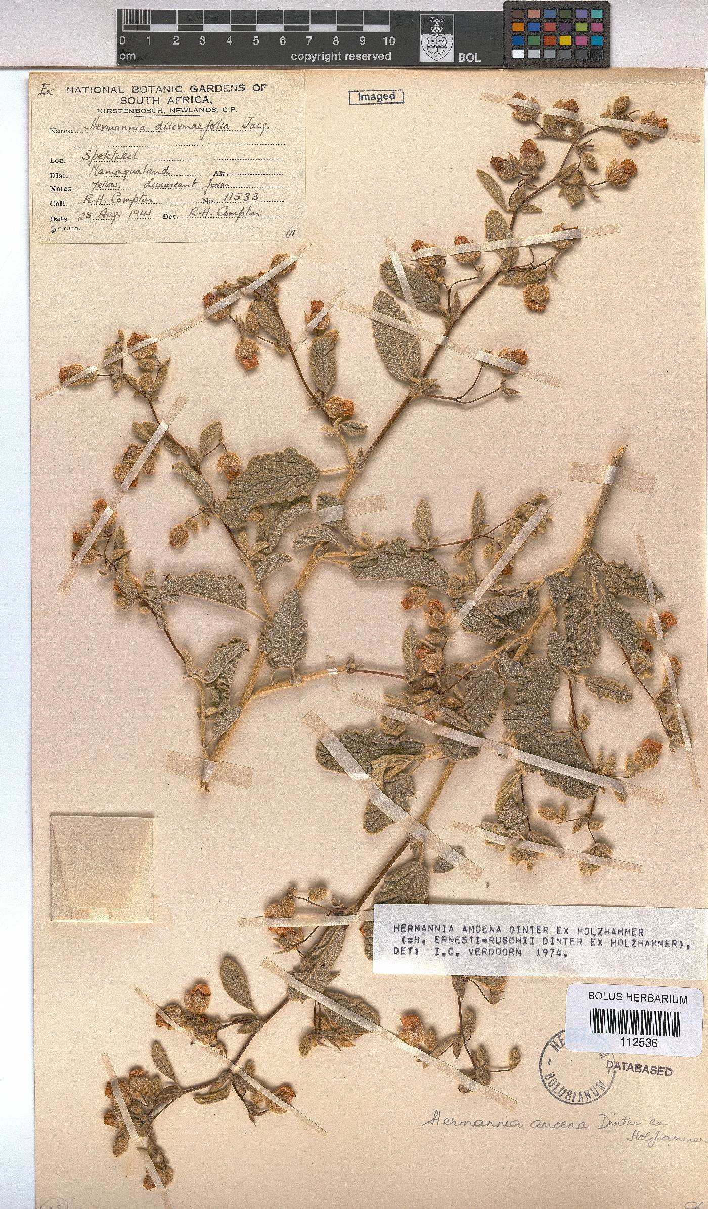 Hermannia amoena image