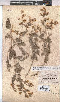 Hermannia amoena image
