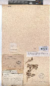 Hermannia amoena image