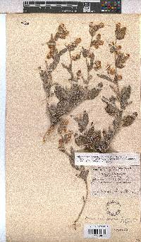 Hermannia amoena image