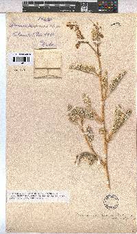 Hermannia amoena image