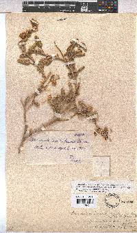 Hermannia amoena image