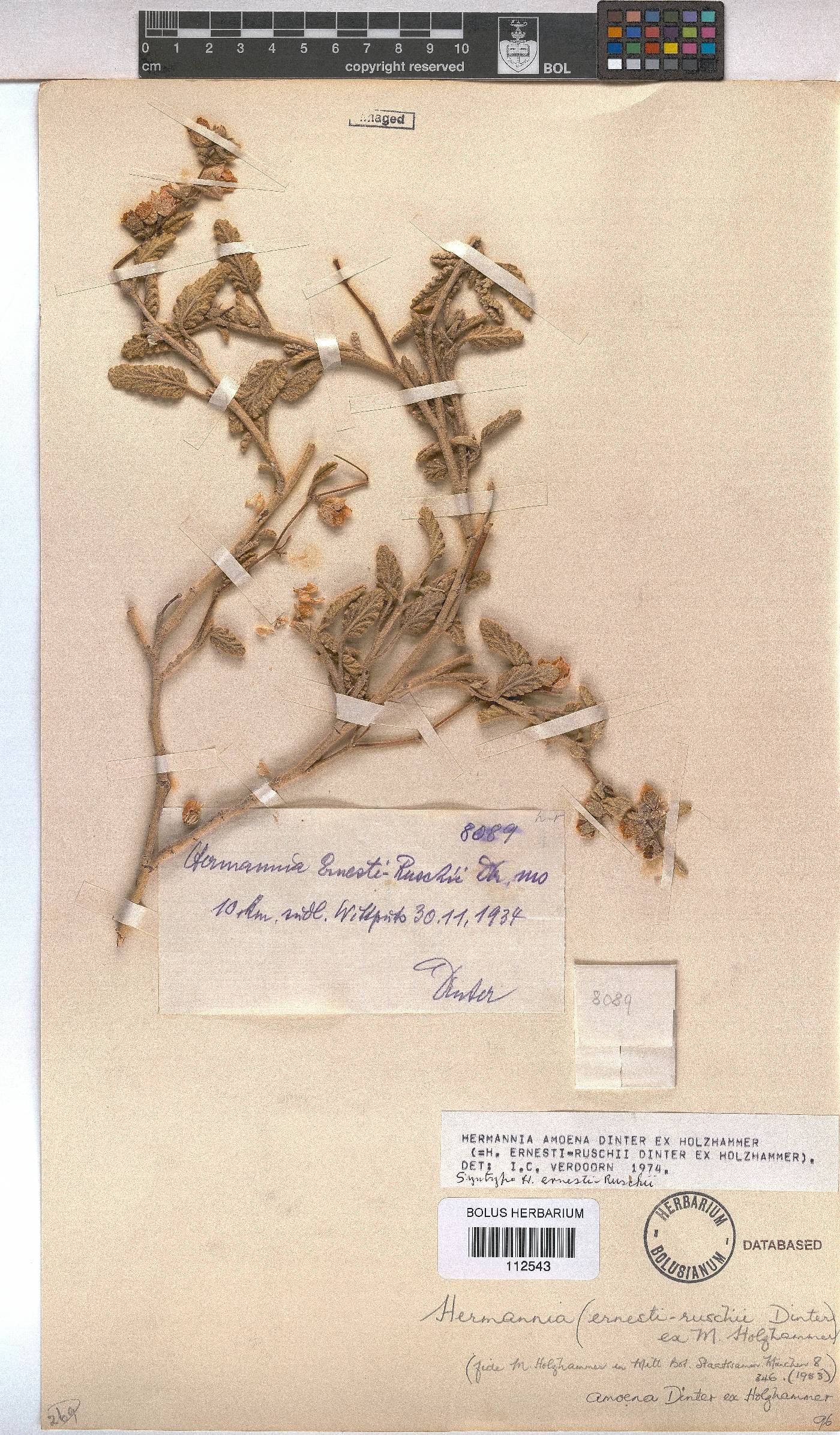 Hermannia amoena image