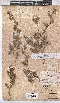 Hermannia amoena image