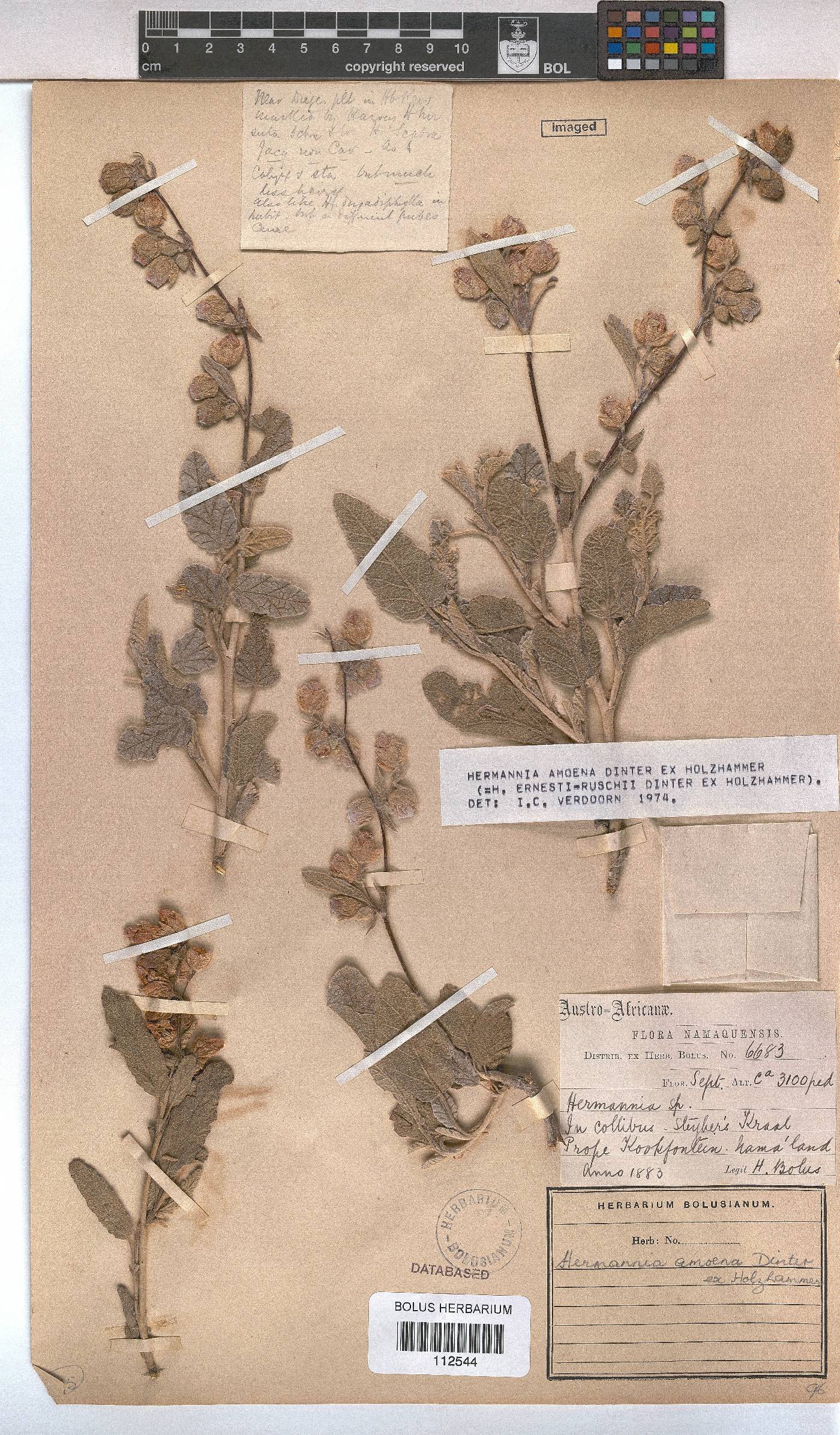 Hermannia amoena image