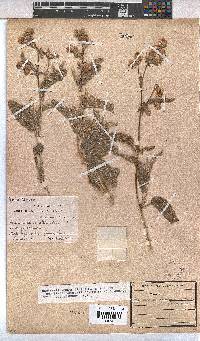 Hermannia amoena image