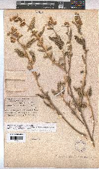 Hermannia disermifolia image