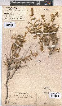 Hermannia disermifolia image