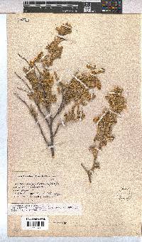 Hermannia disermifolia image