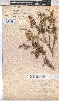 Hermannia disermifolia image