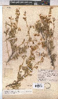 Hermannia disermifolia image