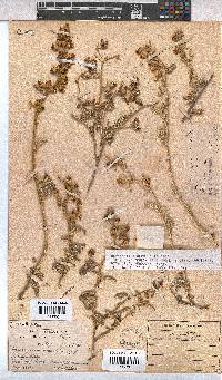 Hermannia disermifolia image