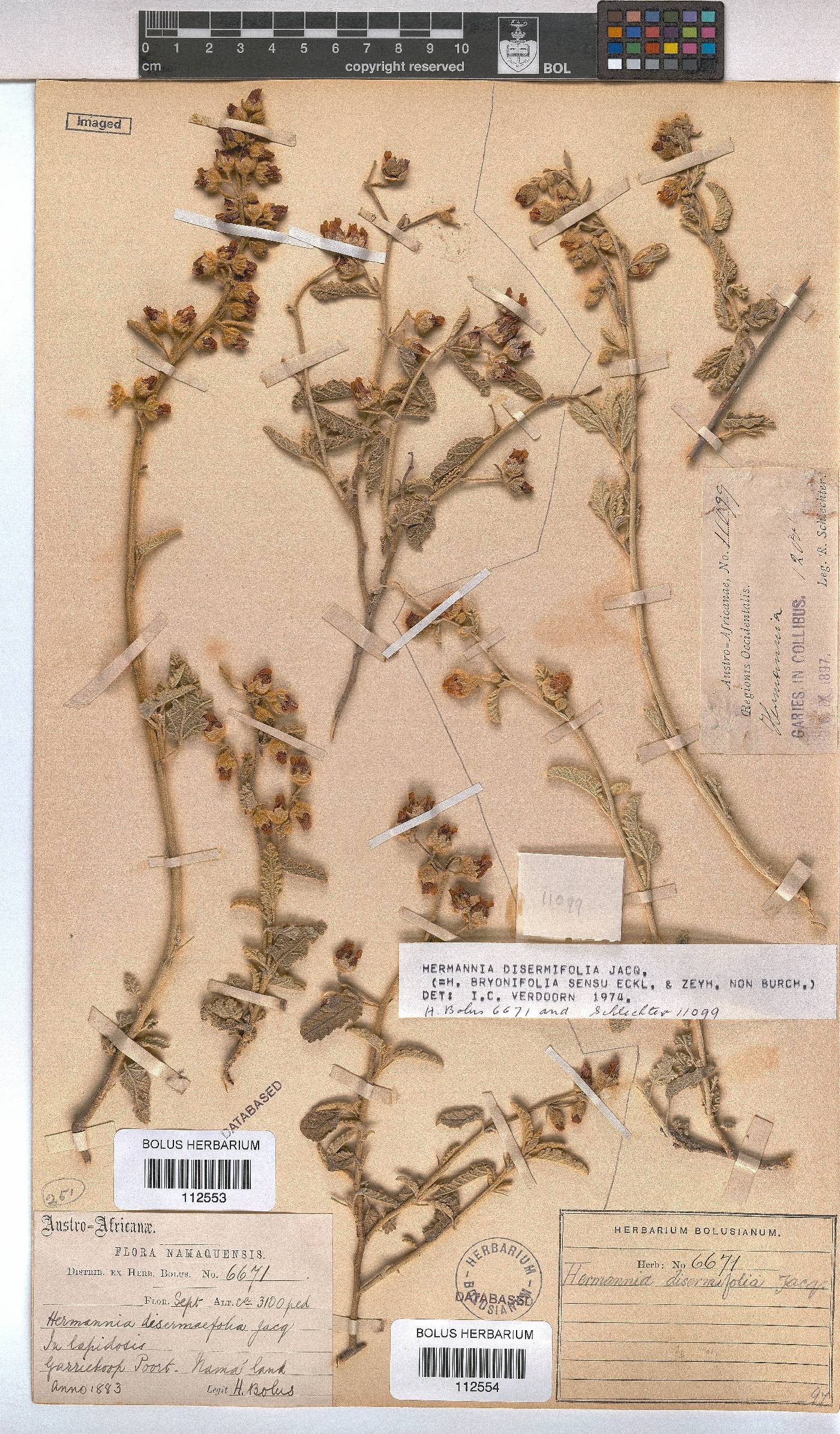 Hermannia disermifolia image