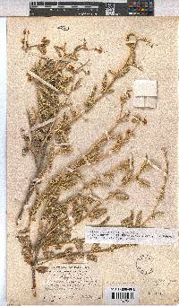 Hermannia disermifolia image